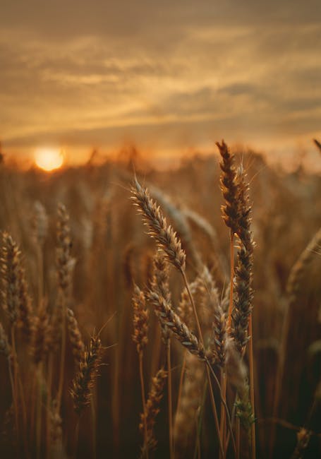 Commodity