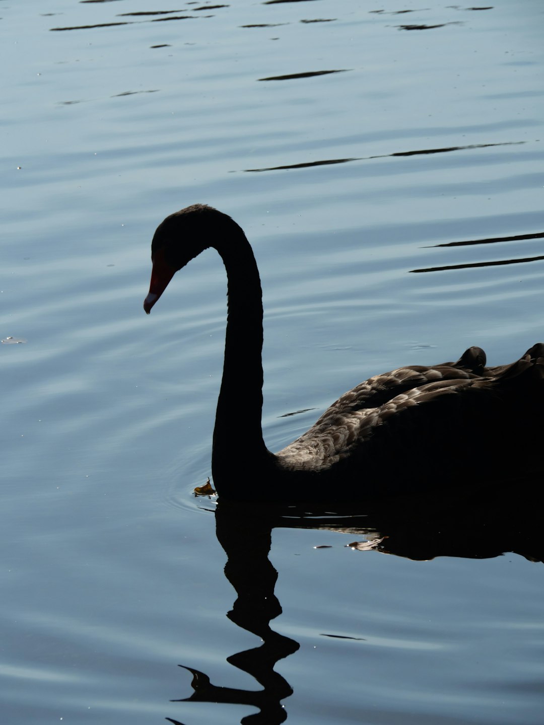The Black Swan: Mastering